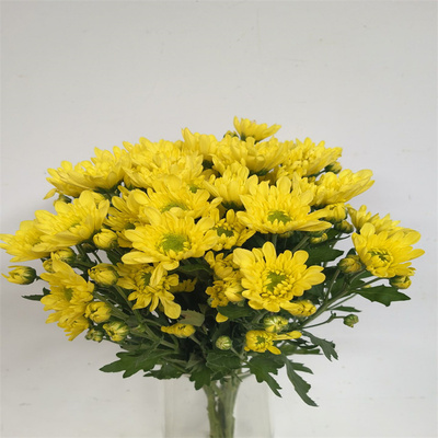 10雏菊婚礼情人节花期长小菊