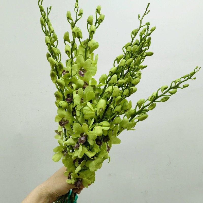 进口洋兰鲜切花绿色兰花西餐厅摆盘花装饰烘焙花期长北京鲜花速递