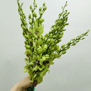 进口洋兰鲜切花绿色兰花西餐厅摆盘花装饰烘焙花期长北京鲜花速递