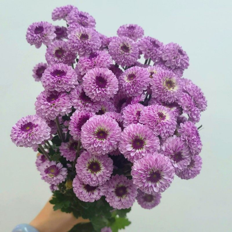 雏菊粉妍多头小菊花期长家庭水养瓶插花办公室花卉情人节鲜花速递