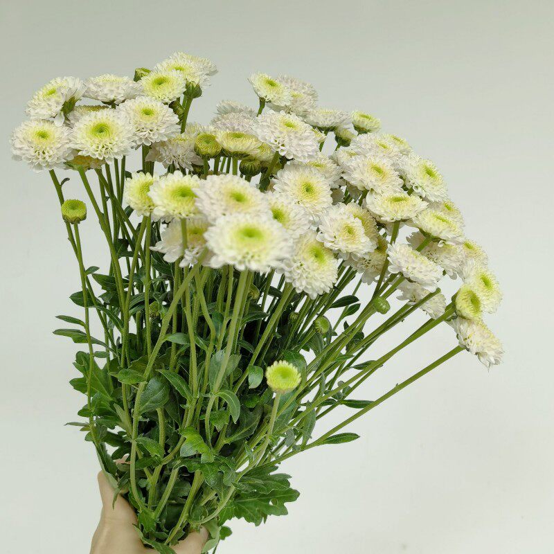 科隆香水雏菊鲜花多头纽扣小菊花期长水养家庭办公室混搭插花新鲜