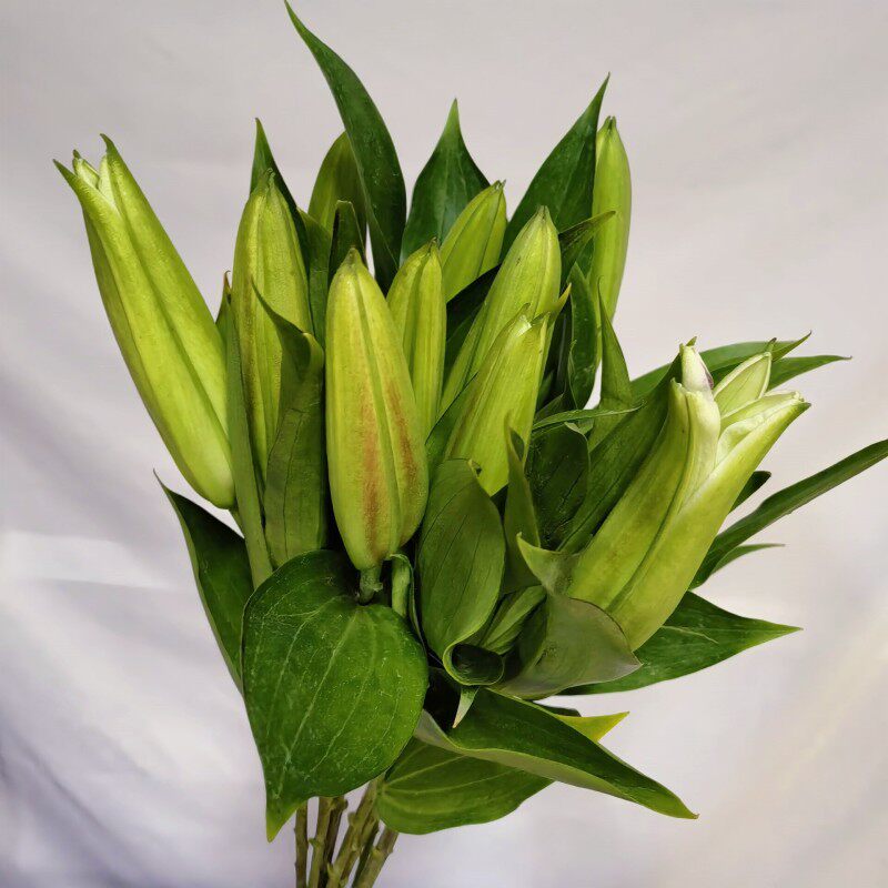 单头香水百合花双头鲜花百合水养瓶花家庭办公室鲜花昆明基地直发