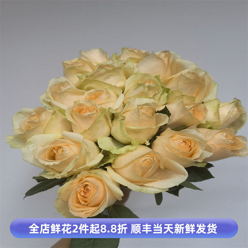 19香槟玫瑰婚礼情人节月季大朵