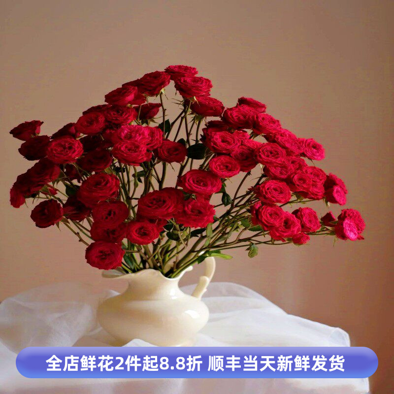 多红泡泡蔷薇花多头红色小玫瑰