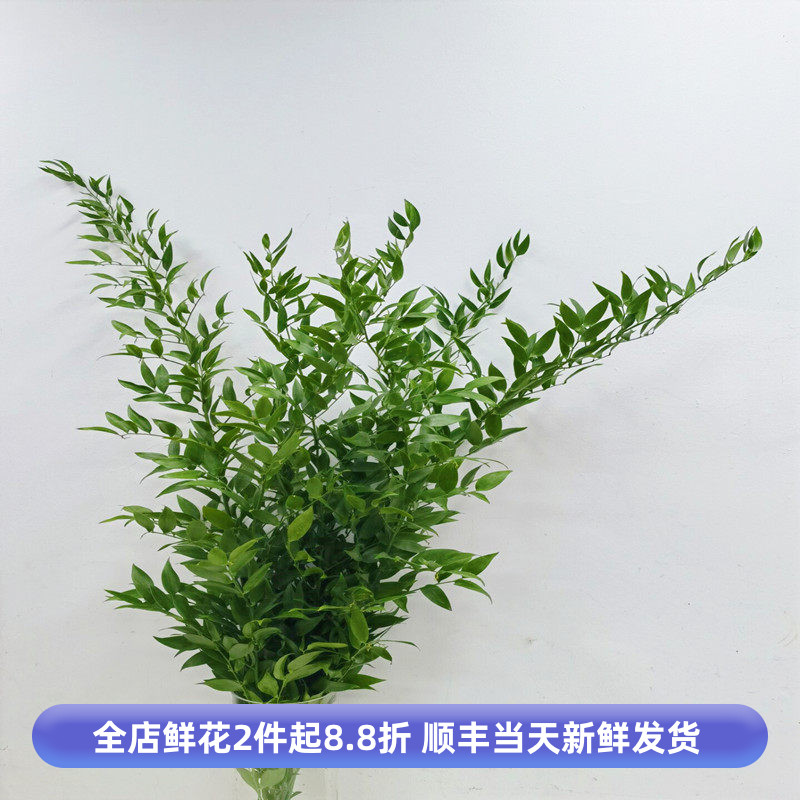 口熊猫竹鲜切枝条水培花卉