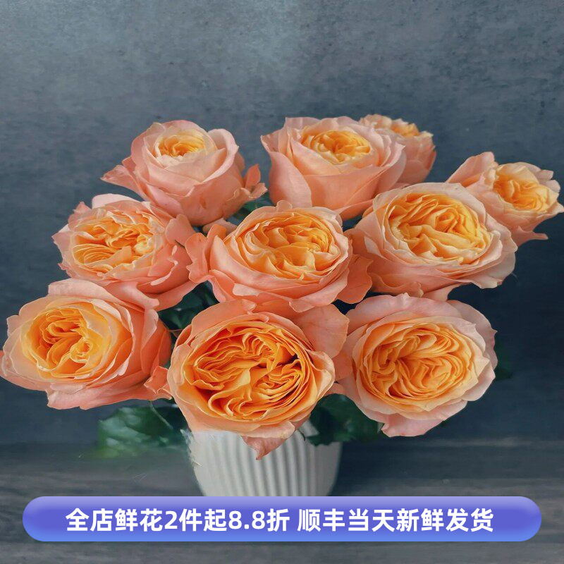 奥斯汀花型入梦玫瑰花多层鲜切月季花水养情人节鲜花北京同城速递