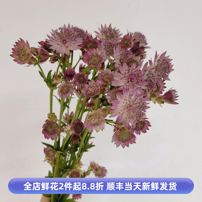星芹鲜花云南基地直发鲜切花