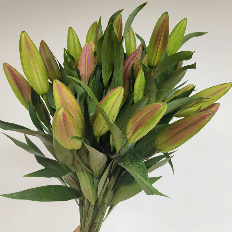 罗宾娜红百合多头香水百合花家庭礼佛水养瓶插花期长同城鲜花速递