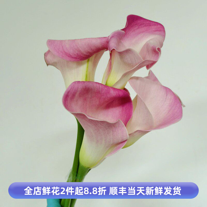 粉色海芋马蹄莲鲜切花新娘
