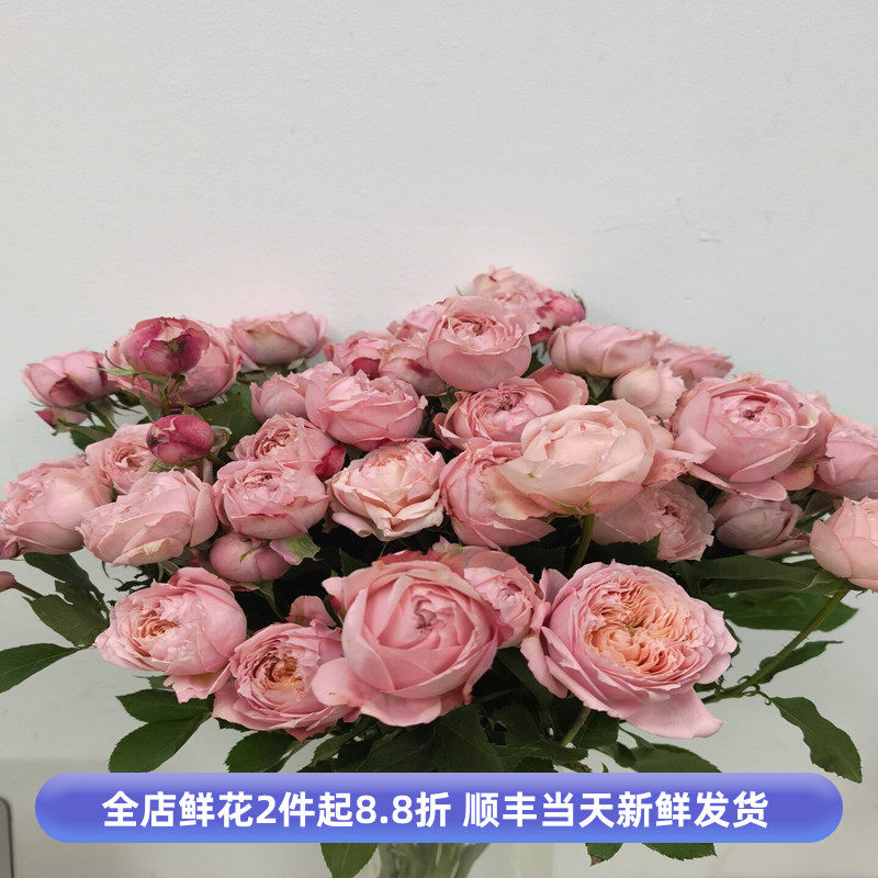 奥斯汀花型朱丽叶塔玫瑰鲜切花