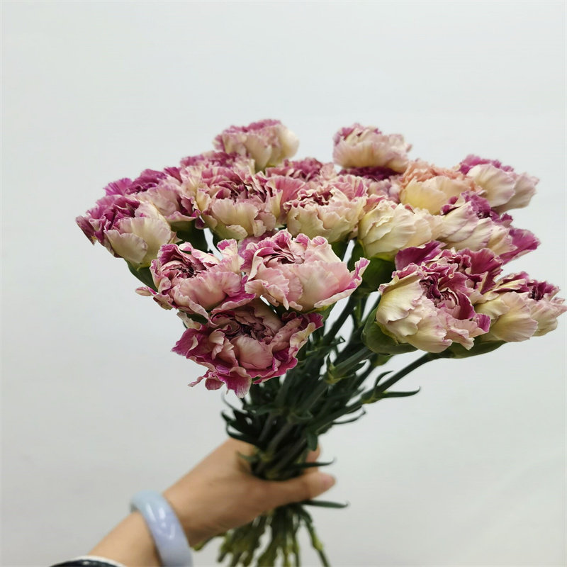 稀有品种康乃馨复古色母亲节送妈妈花期长家庭插花卉同城鲜花速递