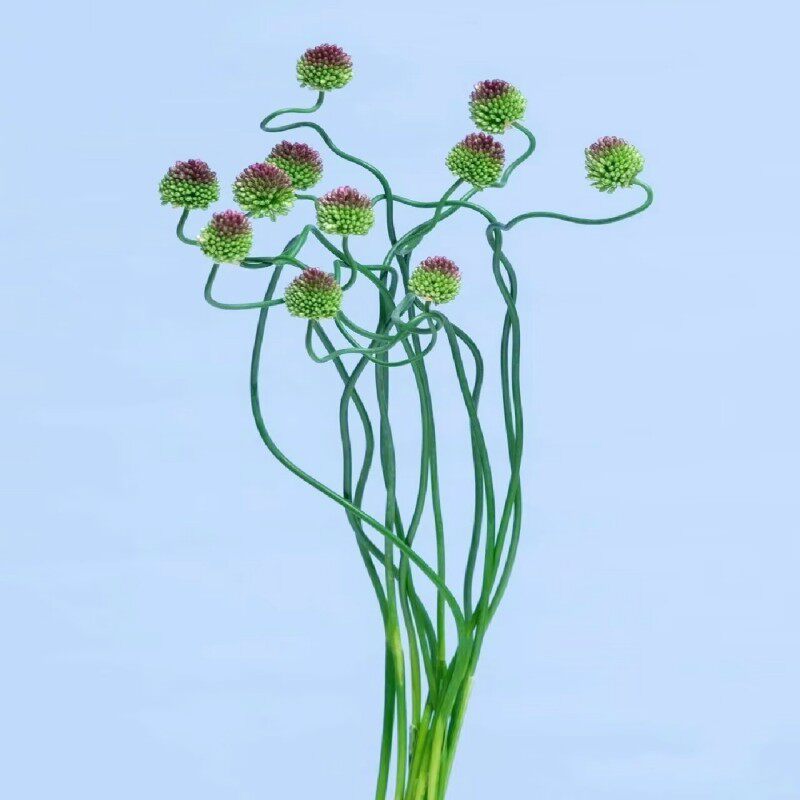 日本进口弯葱小众稀有轻奢鲜花