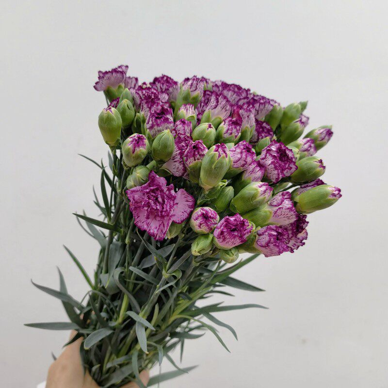 多头康乃馨鲜切花水养家庭插花母亲节送妈妈鲜花北京同城鲜花速递