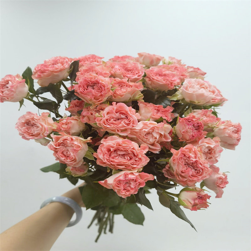 小仙女蔷薇多头泡泡玫瑰花