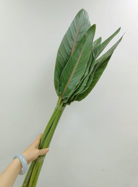 大鸟叶鲜花鹤望兰鲜切叶材天堂鸟叶子插花艺术婚礼布置拍摄道具叶