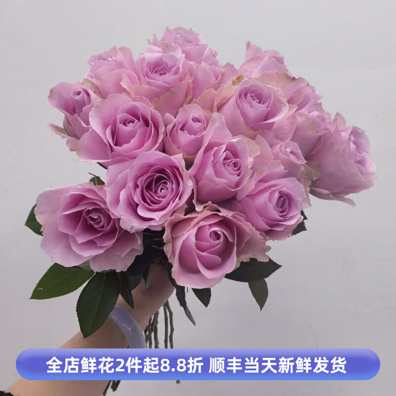 娇兰玫瑰花粉色大朵鲜切月季花