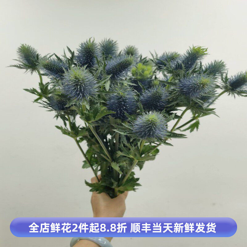进口蓝刺芹鲜花水养家庭办公室
