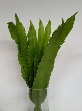 鸟巢蕨鲜切叶插花配叶水养庆典鲜花会议插花造型花艺设计同城速递