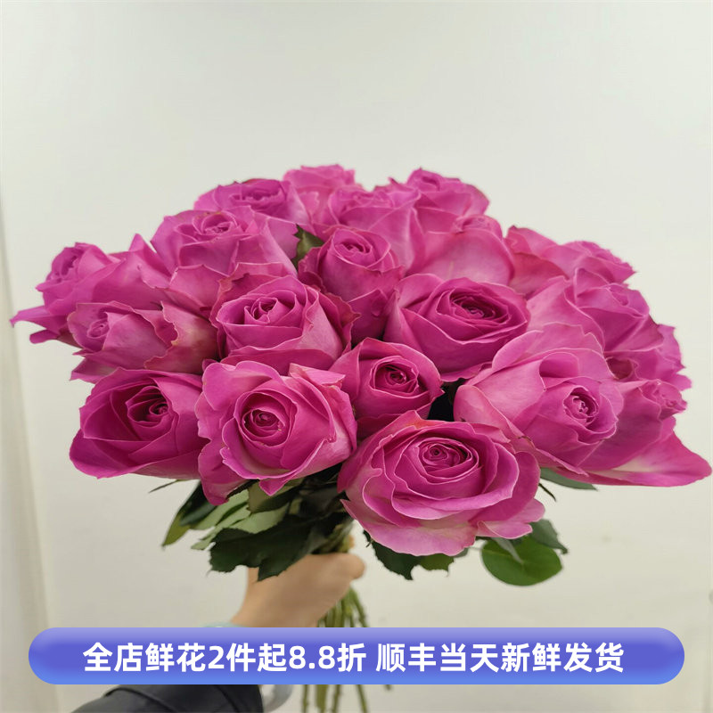 糖果雪山玫瑰鲜切花大朵月季花水养家庭办公室瓶插花同城鲜花速递