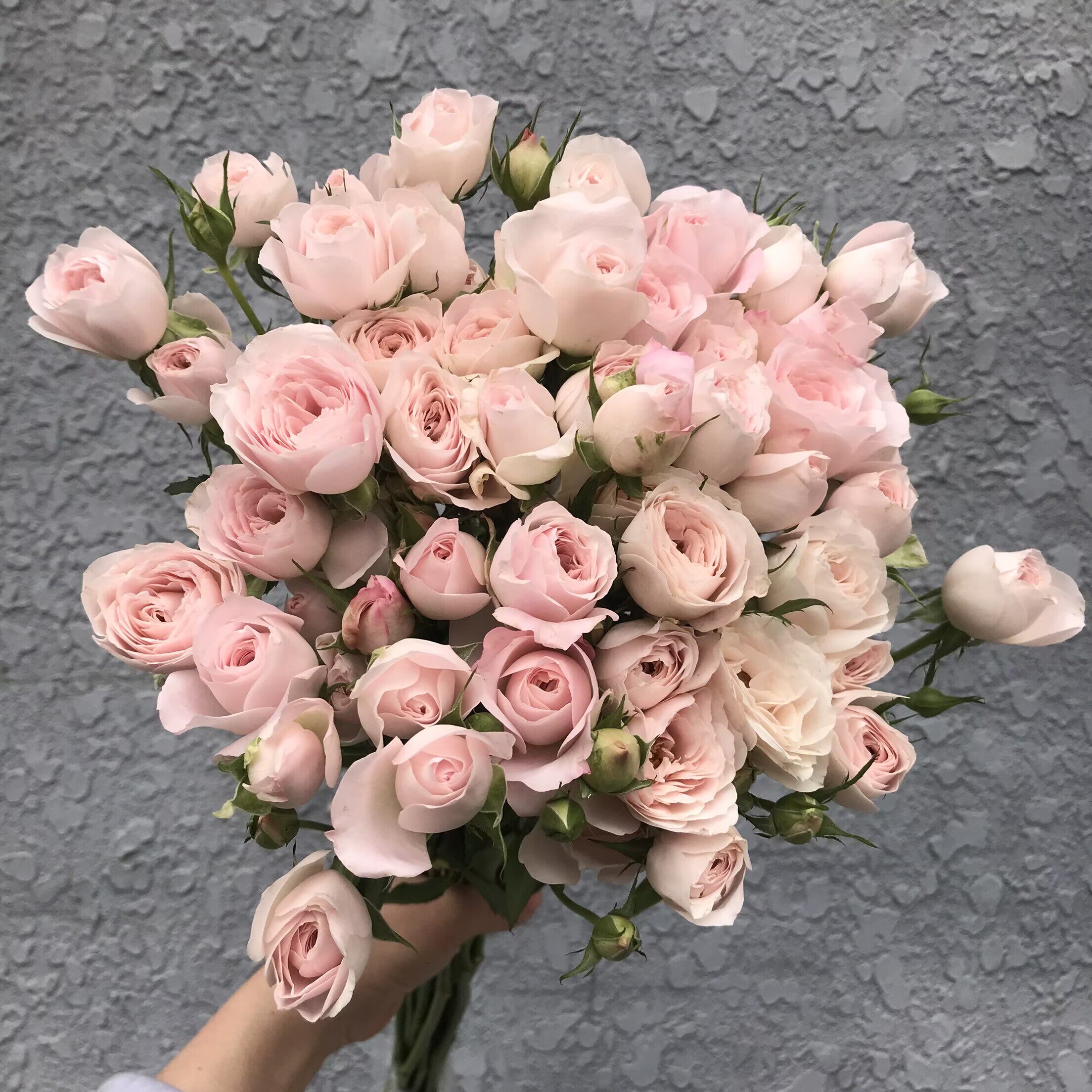 仙子之吻蔷薇花多头玫瑰鲜花同城