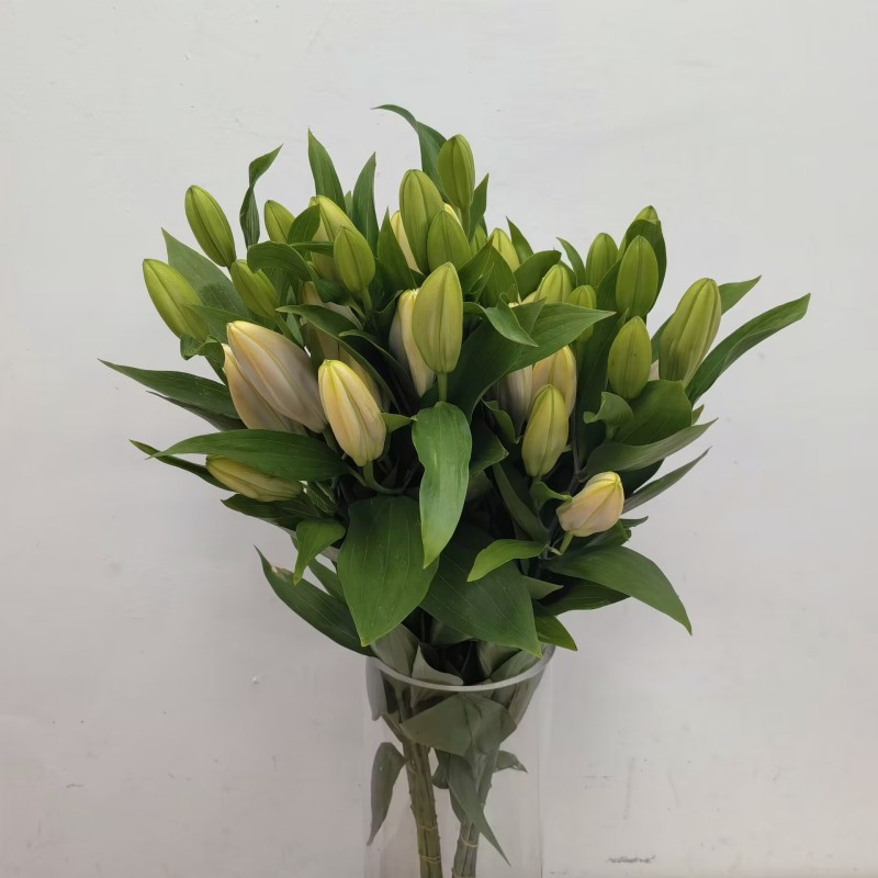 笑脸百合花鲜切水养礼佛用花室内
