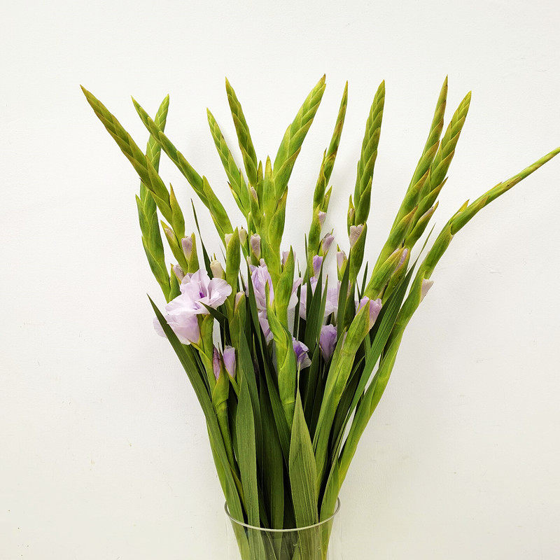 剑兰鲜切花紫色节节高家庭室内