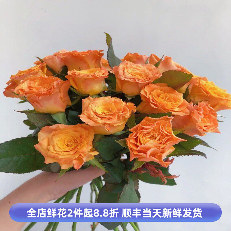 金色海岸玫瑰花橙色热烈大花鲜切月季水养送长辈生日礼物全国包邮