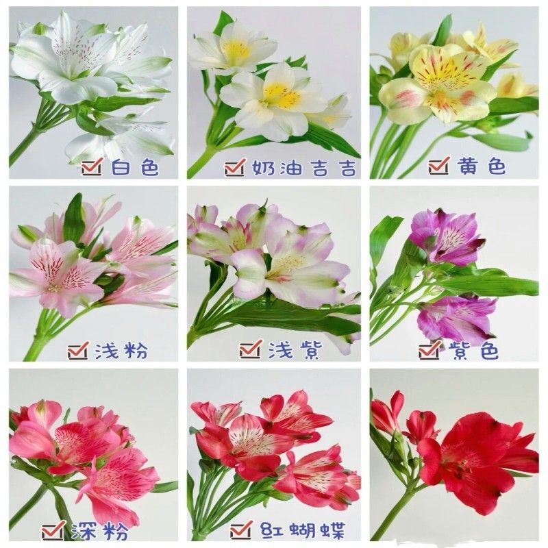 六初花水仙百合鲜切花多种颜色新鲜花期长水养家庭办公室插花包邮