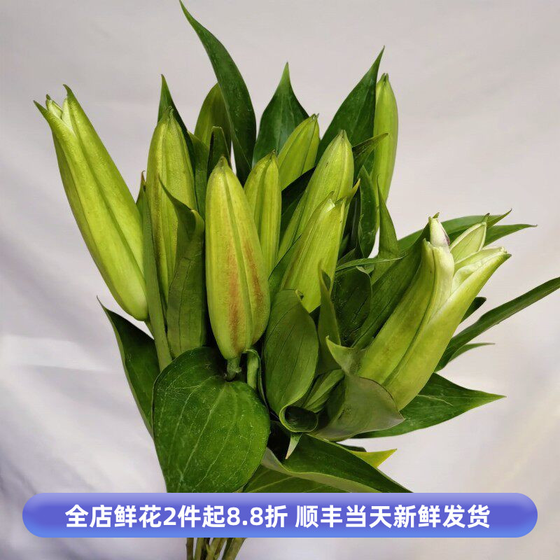单头香水百合花双头鲜花百合水养瓶花家庭办公室鲜花昆明基地直发