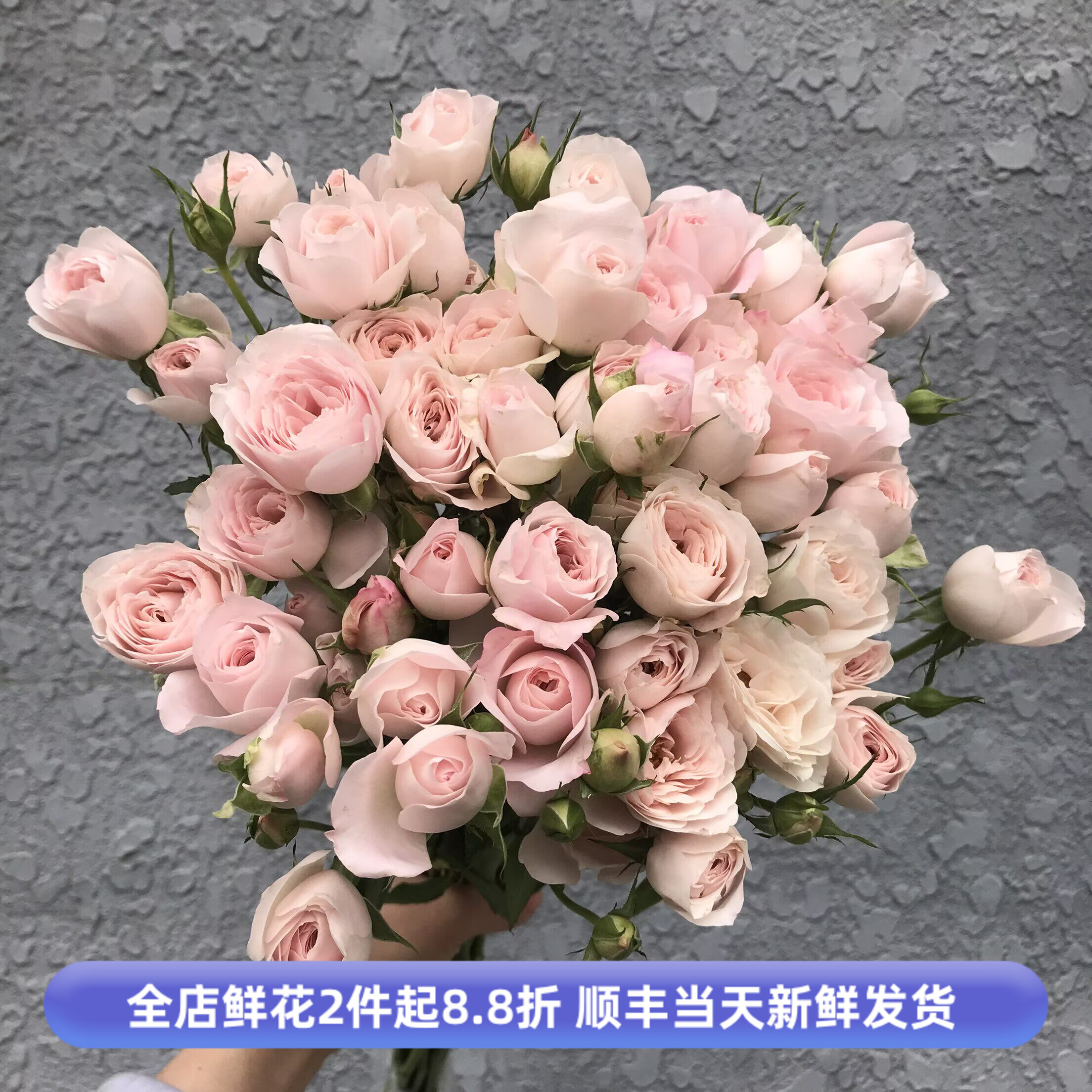 仙子之吻蔷薇花多头玫瑰鲜花同城