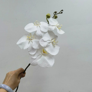 彩色大花蝴蝶兰鲜切花婚礼手捧花办公室插花水培鲜花北京同城速递