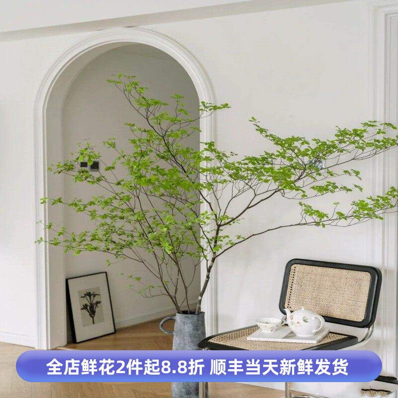 进口吊钟鲜切花带叶芽木本小森林