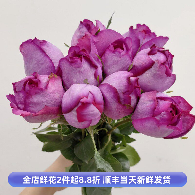 伊芙伯爵玫瑰花香味浓郁大朵月季情人节生日鲜花表白爱情花束北京
