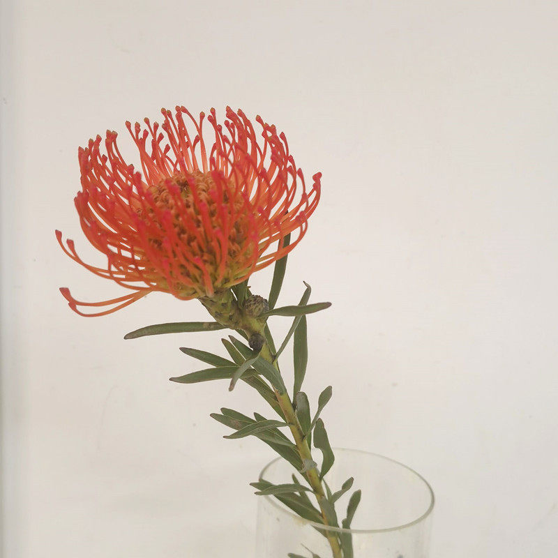 南非进口针垫鲜切花烟花菊家庭办公室水养速递花卉花期长可做干花