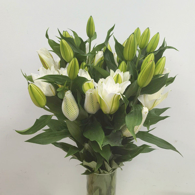 重瓣白百合多头香水百合鲜切花水养家庭前台插花婚礼鲜花同城速递