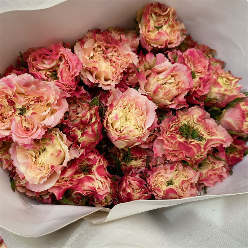 新品双色蔷薇花多头小玫瑰鲜切花水养家庭办公室插花生日鲜花速递