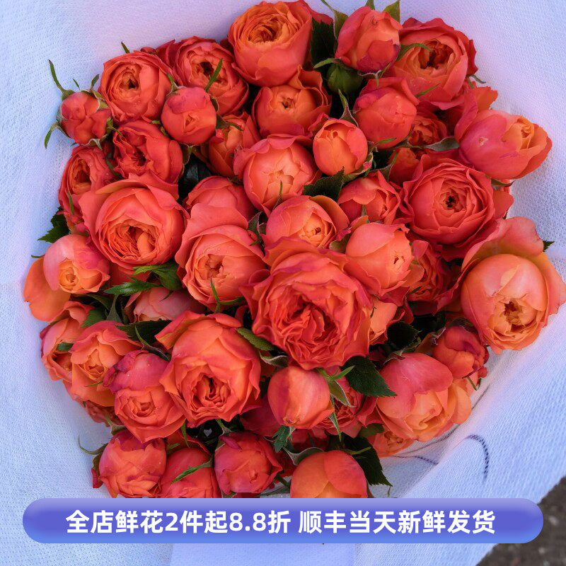 小灵感蔷薇花多头小玫瑰花水养