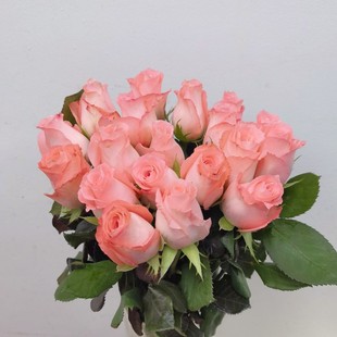 黛安娜粉色玫瑰花大朵鲜切月季情人节花束家庭水养瓶插花同城速递