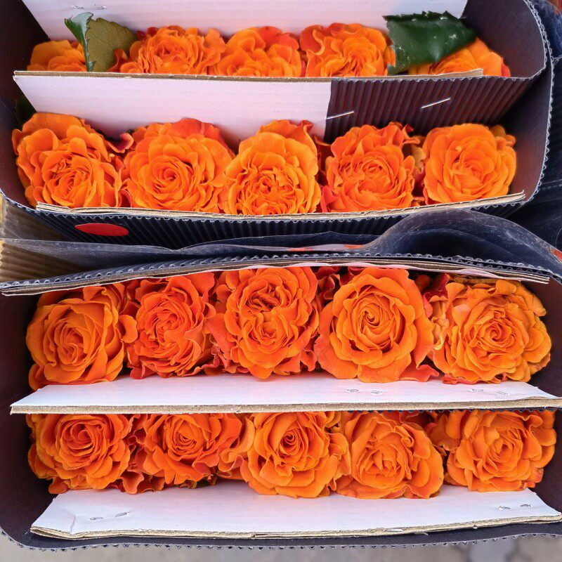 巨蟹座玫瑰花橙色曲边大朵鲜切月季花水养新品鲜花情人节花束包邮