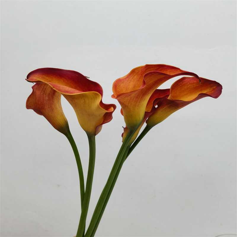 橙色马蹄莲鲜花海芋真花水养
