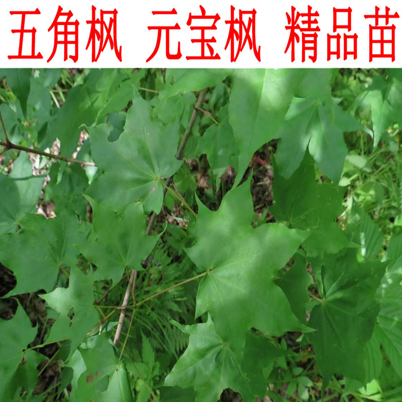 植物五角枫树苗苗木元宝