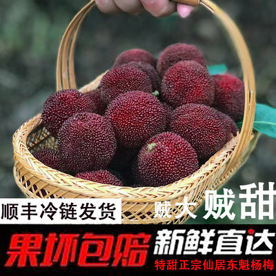正宗仙居东魁杨梅【冷链包邮】
