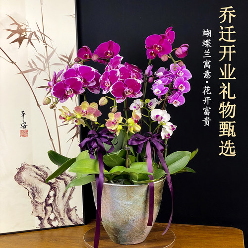 见花则喜.花开富贵.送礼好寓意
