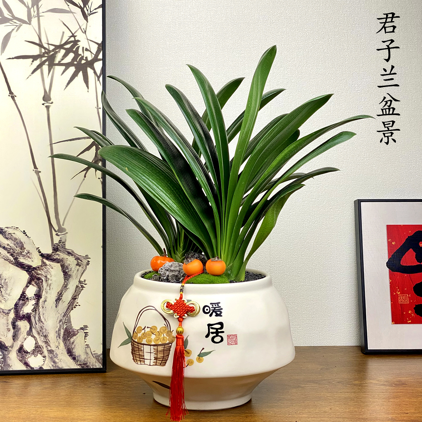 君子兰盆景绿植礼品送礼盆栽