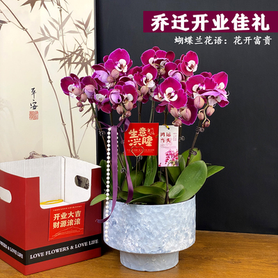 精品蝴蝶兰盆栽.花语富贵花开