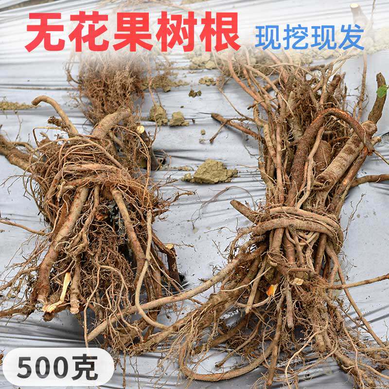 新鲜现挖无花果树根茎须药用