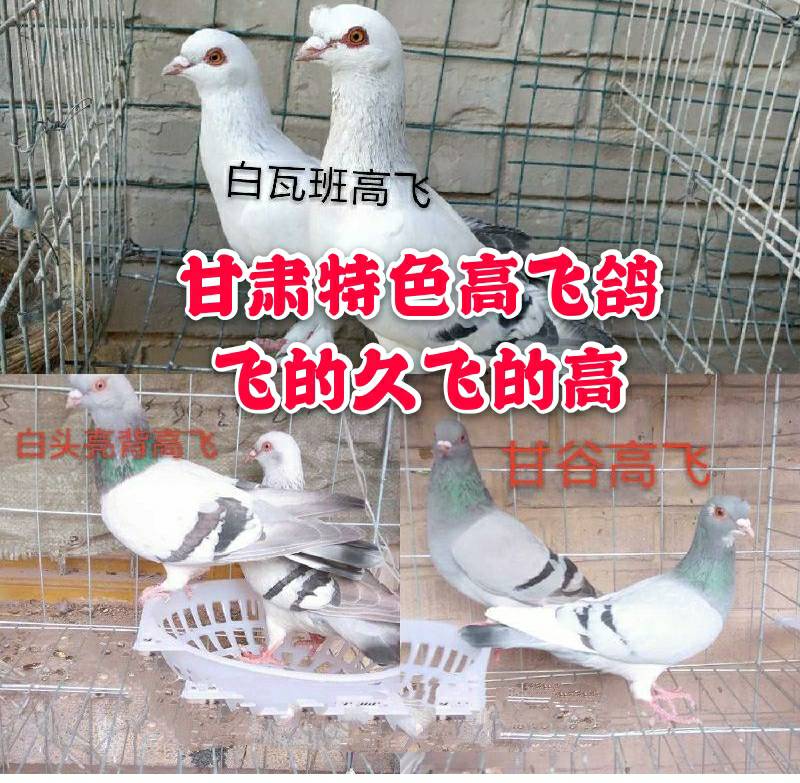 甘谷高飞鸽子活体种鸽高飞鸽子甘肃高飞白瓦班甘谷老