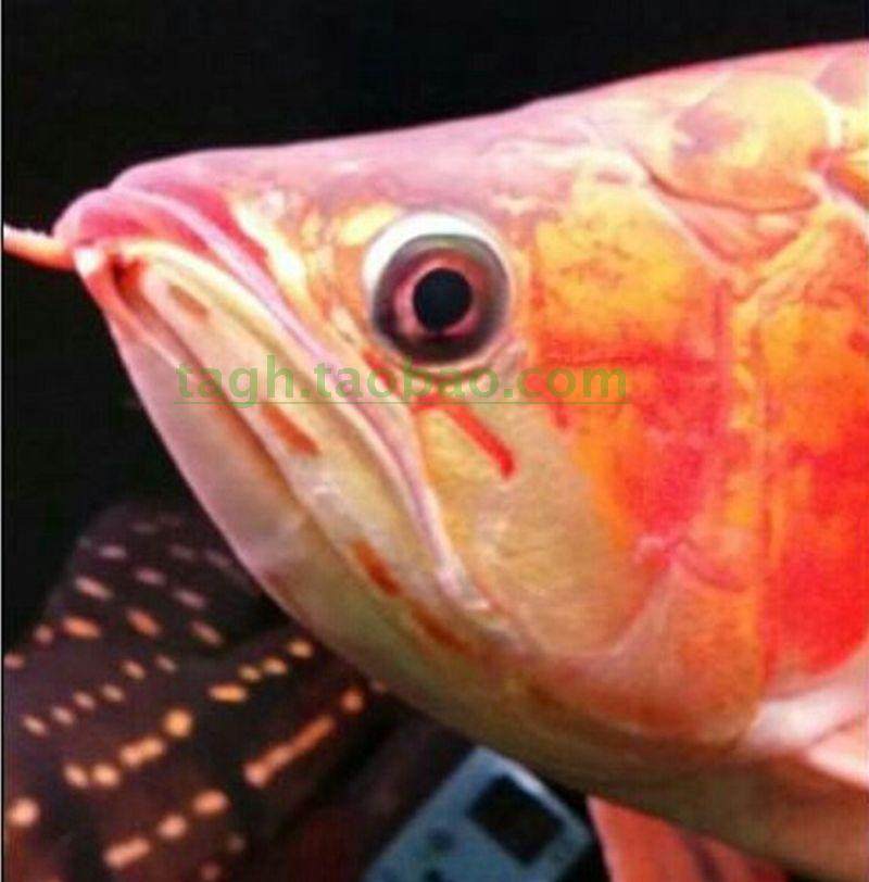 Niko大功率紅龍金龍鹦鹉七彩三基色LED增色架燈全光譜多肉植物燈在類目 寵物/寵物食品及用品, 水族世界, 魚缸等水族設備, 照明器材中 - 來自Buy2taobao.com提供專業的淘寶代購服務