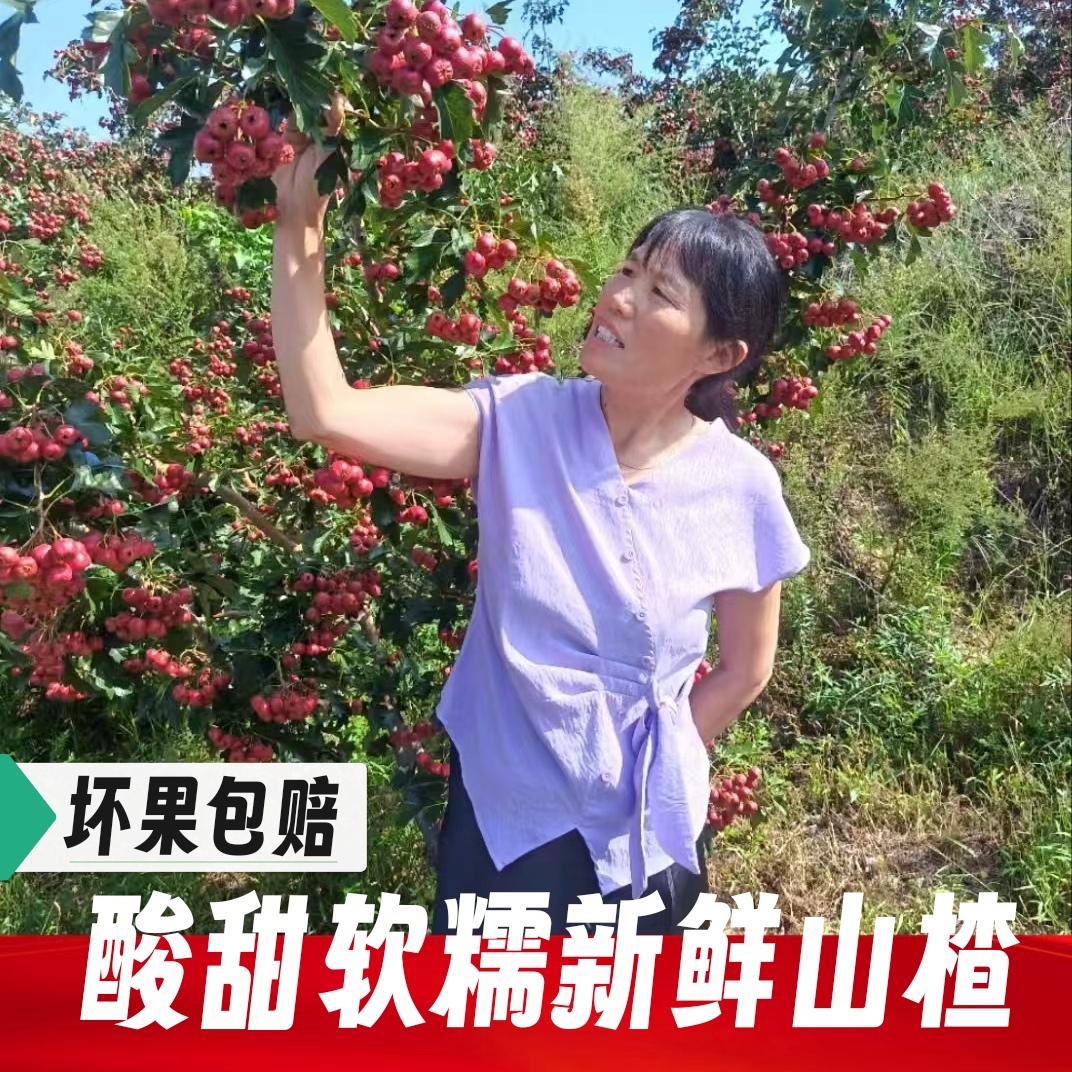 新鲜山楂山里红酸甜可口鲜果开胃消食冰糖葫芦山楂大金星5斤包邮