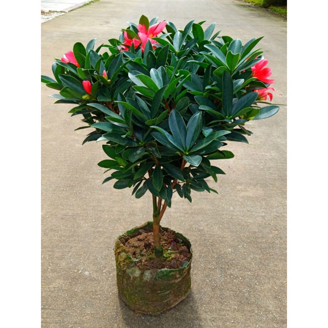 四季杜鹃红山茶树苗茶花苗盆栽夏日系列杜鹃茶花阳台窗台带苞花卉